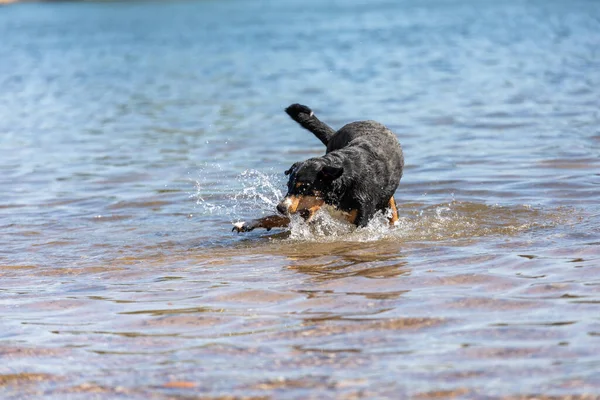 Tatlı Appenzeller Dağ Köpeği Nehirde Eğleniyor — Stok fotoğraf