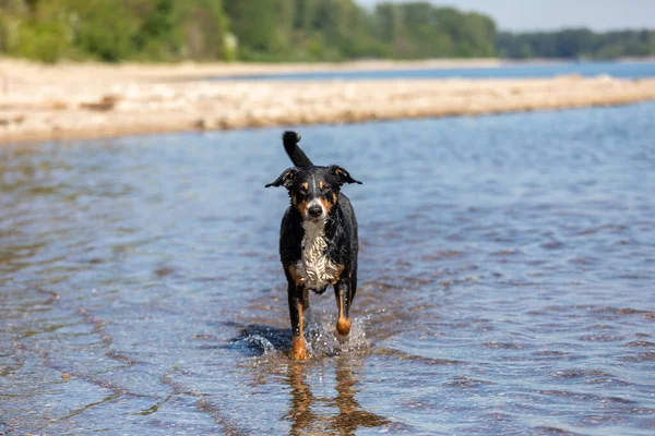 한낮에 해변에서 달리는 Appenzeller Sennenhund — 스톡 사진