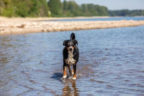 Perro Corriendo Playa Durante Día Soleado Appenzeller Sennenhund — Foto de Stock