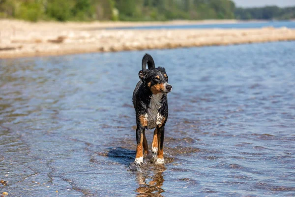 한낮에 해변에서 달리는 Appenzeller Sennenhund — 스톡 사진