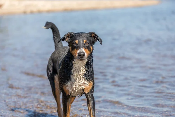 dog outdoor portrait at ocean beach, Appenzeller Sennenhund