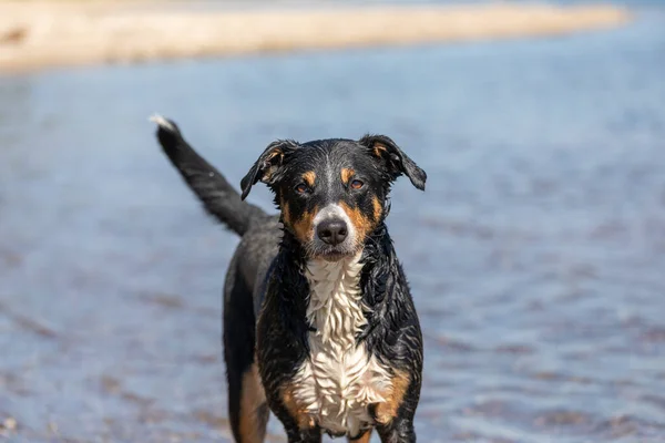 Dog Portrait Seabeach Appenzeller Sennenhund — 스톡 사진