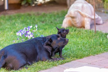 Yeşil çimlerde sevimli köpek yavrusu, labrador karışımı ve chipoo dog.