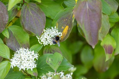 Yabanarısı nektar toplayan yabani çayır çiçekleri.