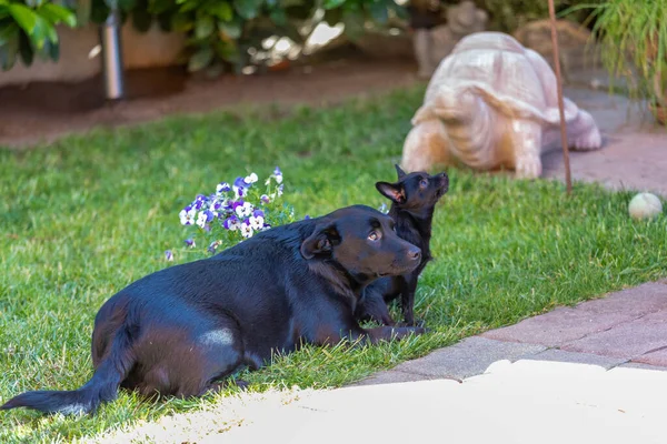 Chiot Mignon Dans Herbe Verte Mélange Labrador Chipoo Chien — Photo