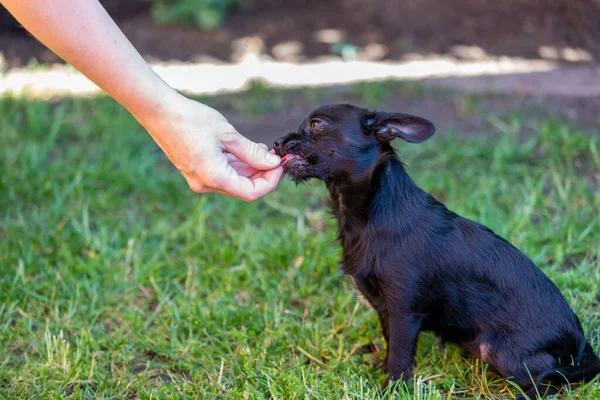 Woman Trains Young Poodle Chihuahua Mix Chipoo — Stock Photo, Image