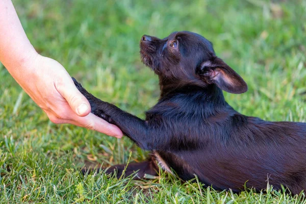 Chipoo Puppy Giving Paw Puppy Training — Stock Photo, Image