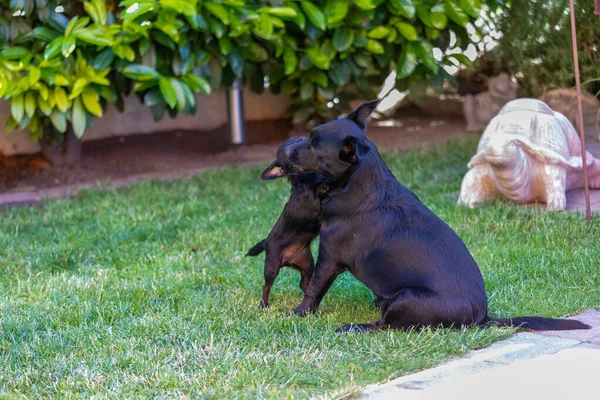 Labrador Mischling Spielt Mit Einem Chipoo Hund Der Natur Hundekampf — Stockfoto