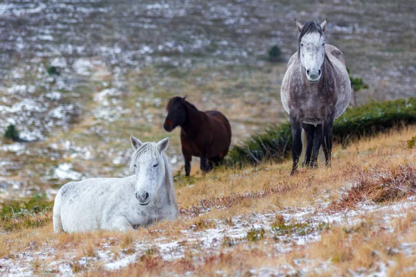 Caballo de mustang blanco salvaje, descansando en un campo cubierto de nieve — Foto de Stock