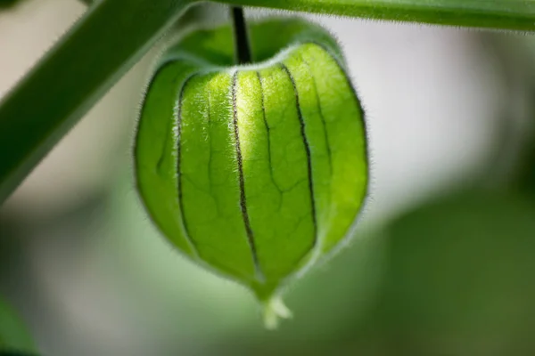 Yeşil physalis Çince fener meyve — Stok fotoğraf