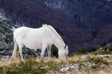 Vahşi beyaz mustang at, karlı bir alanın Özet akışları