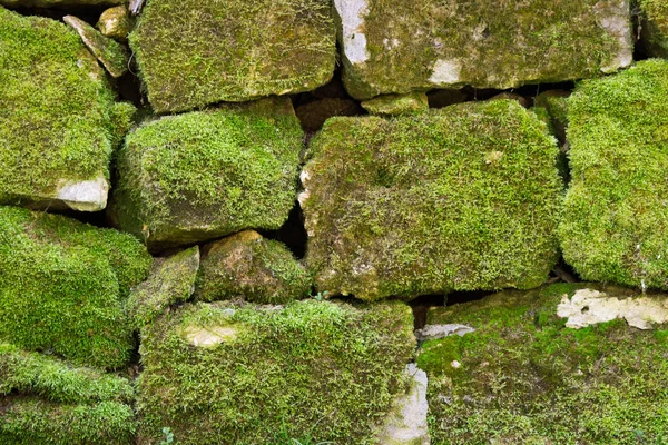 Stone moss wall background