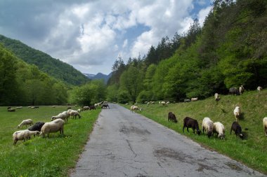 Dağ köy yolu ile koyun kimse ile