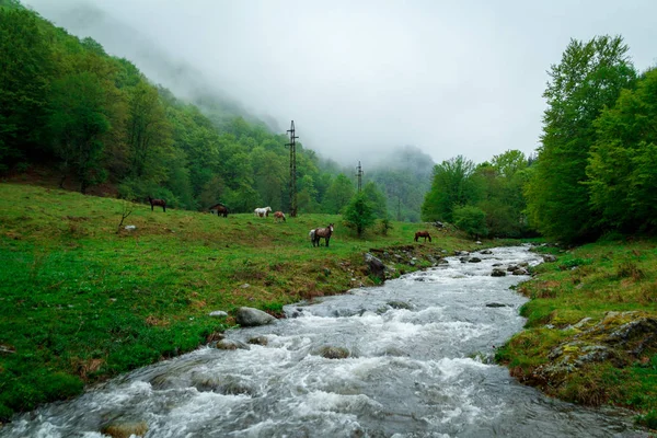 I CAVALLI SELVATICI VICINO A UN FIUME DI MONTAGNA — Foto Stock