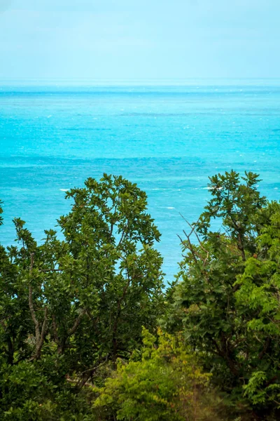 Turqoase deniz orman ile