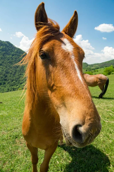 Häst som närbild på en solig dag — Stockfoto