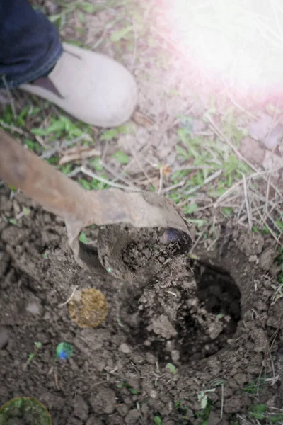 Plantación Ramas Frambuesas Con Una Herramienta Broca Durante Primavera —  Fotos de Stock