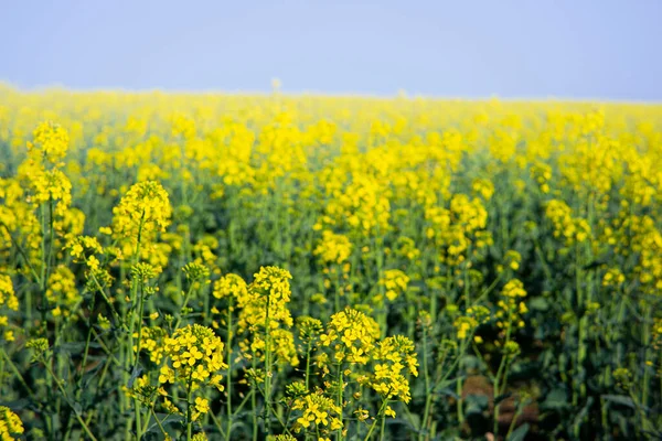 Rapeseed field on a sunny day with clear skies — Stock Photo, Image