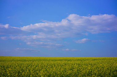 Güneşli bir günde açık gökyüzü ile kolza tohumu tarlası
