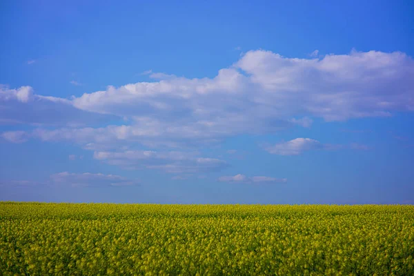 Campo de colza em um dia ensolarado com céu limpo — Fotografia de Stock