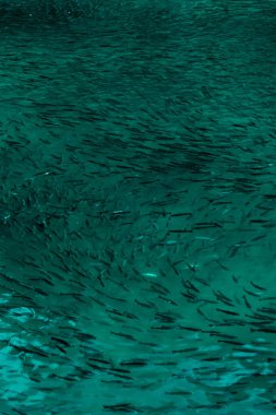 Turkuaz deniz çekimlerinde nesli tükenmekte olan devasa balık popülasyonu