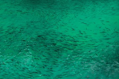 Balkan ve gökkuşağı alabalıkları için balık yemi havuzları var.