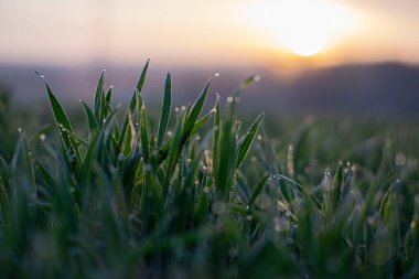 Bahar çimenleri gün doğumundan itibaren bokeh ile düşer.