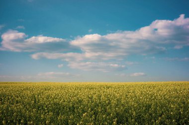 Güneşli bir günde açık gökyüzü ile kolza tohumu tarlası