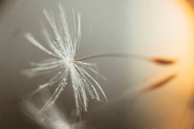 Tek bir karahindiba tohumu, aynada güneş ışığıyla parlayan damlalar.