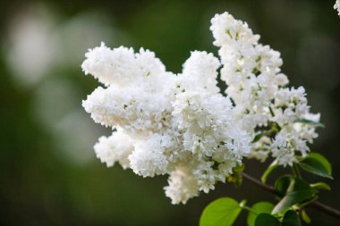 Beyaz leylak çiçeğinin bahar dalıyla sığ alan derinliği ve bulanıklığı. Yeşil, doğal arkaplan.