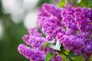 Çiçek açan mor leylağın bahar dalıyla sığ alan derinliği ve bulanıklığı. Yeşil, doğal arkaplan.