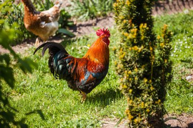 Red colourful Rooster and Chicken grazing on grass outside of organic farm in summer. Free Range Cock and Hens at countryside in rural Europe, Latvia. Animal friendly organic farming