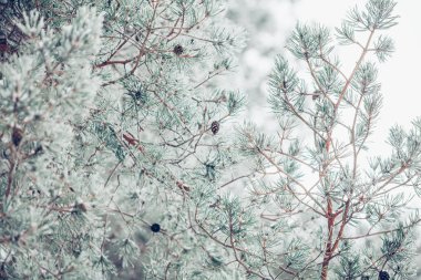 Güzel kış karlı çam ağacı dalları soğuk öğleden sonra karla kaplı.