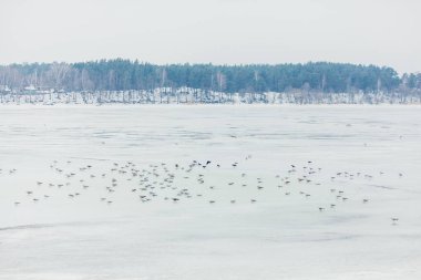 Sis ve karla kaplı kış manzarası