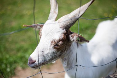 Hayvanat bahçesindeki çiftlikte keçi