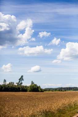 Yeşil tarlalı ve mavi gökyüzüyle manzara