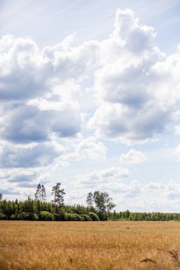 Yeşil tarlalı ve mavi gökyüzüyle manzara