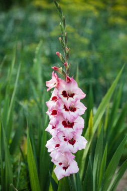 Gladiolus cinsi 260 türden oluşur ve bunların 250 'si çoğunlukla Güney Afrika olmak üzere Sahra-altı Afrika' ya özgüdür.