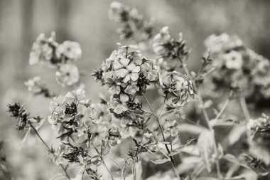 Bahçedeki çiçekler siyah ve beyaz