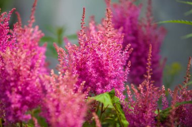 Bahçedeki pembe çiçekler