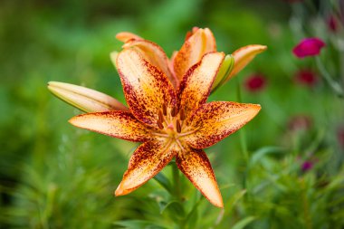 turuncu zambak koyu yeşil arka planda