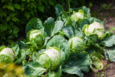 Bahçede büyüyen lahana, bilimsel adı Brassica oleracea var. kapitata