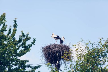 Letonya 'da ağaçların arkasındaki yuvada iki leylek