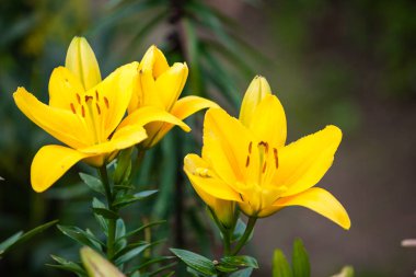 Yazın bahçede iki sarı zambak 