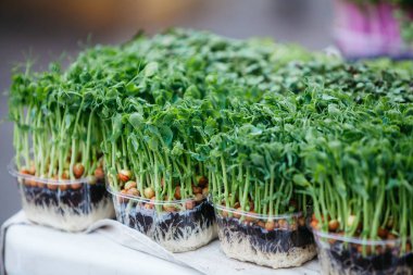 Taze bezelye kabında yeşil bitki