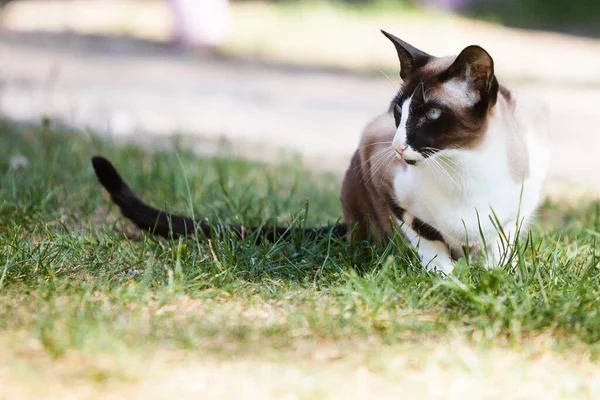 Gato Oriental Situado Jardín Mirando Alrededor Taquigrafía Oriental Una Raza — Foto de Stock