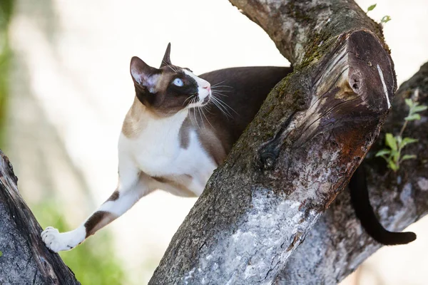 Gato Oriental Jugando Jardín Con Hojas Árbol Verano Cat Está — Foto de Stock
