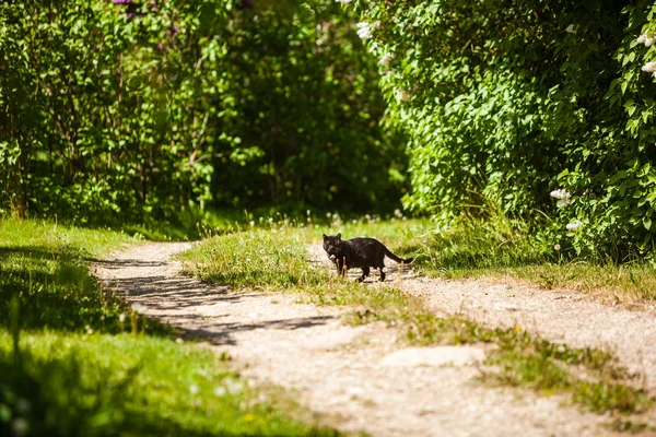 Gato Negro Sin Hogar Cruzando Calle Parque Con Arbustos Verdes — Foto de Stock