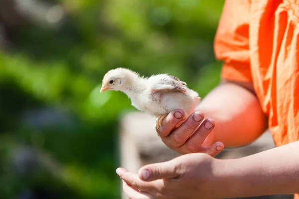Little cute domestic baby chicken on palms of woman's hands. Bird is trying to fly away. Selective focus with natural green background. Animal friendly organic farming in rural Europe.