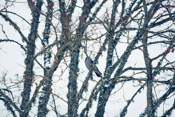 Grenar Ett Träd Vintern Med Fågel Kråka Mitten — Stockfoto